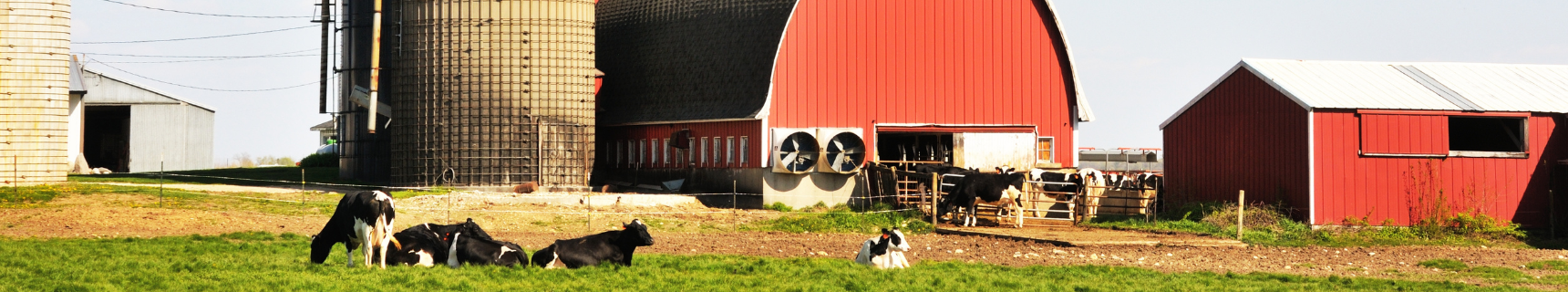 cows in front of a barn